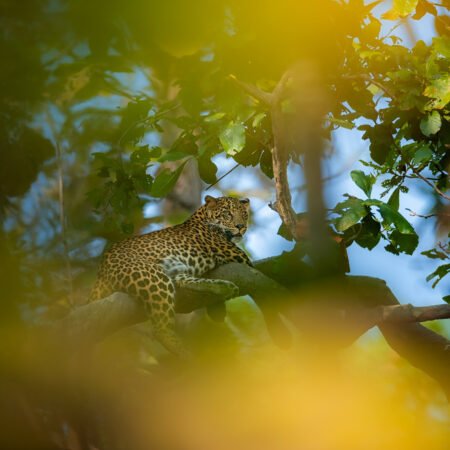 Pench Workshop