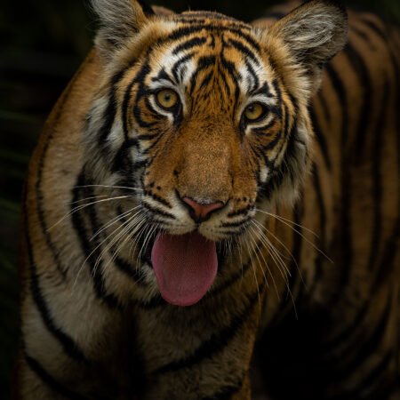 Ranthambore Workshop