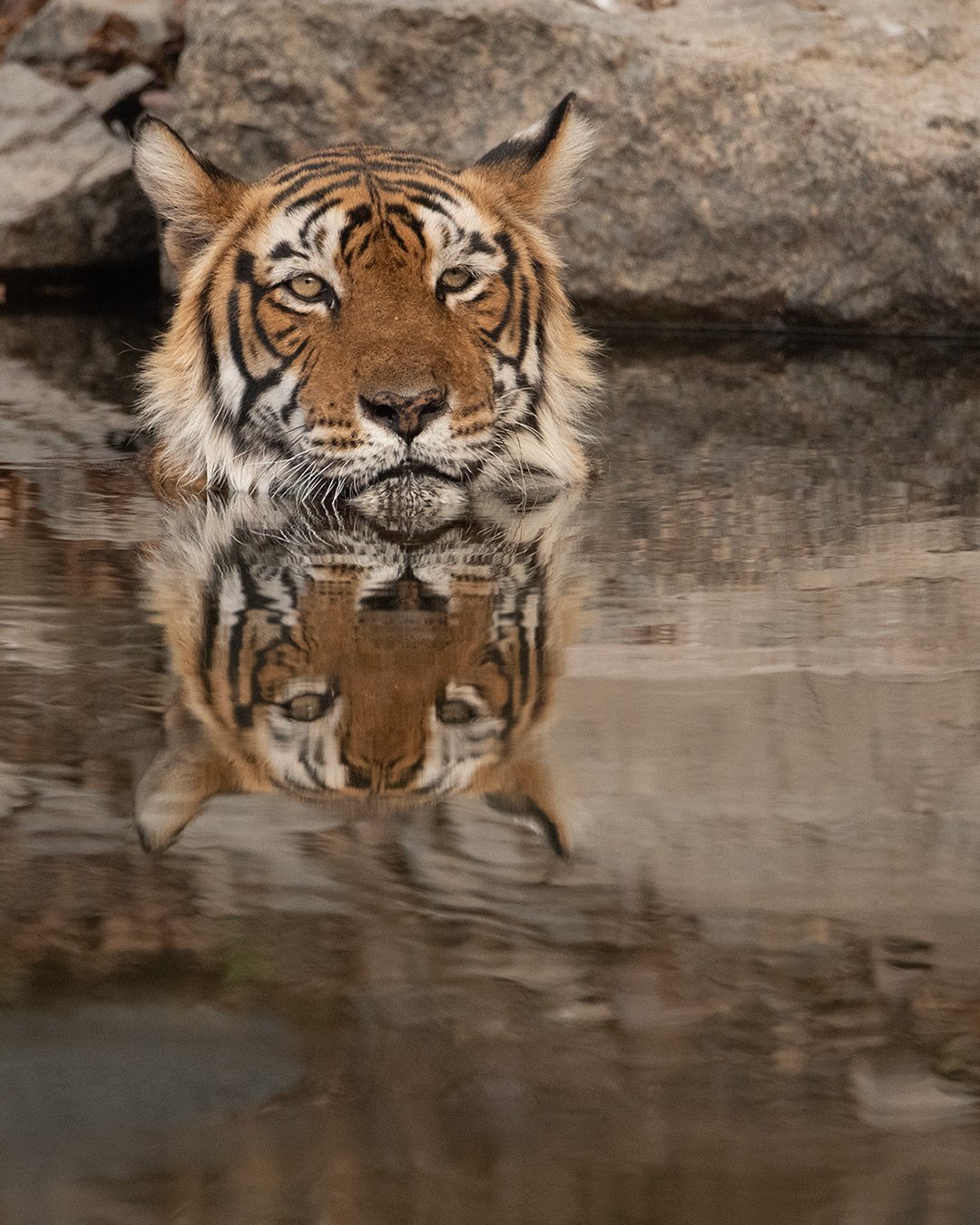 Tiger5
