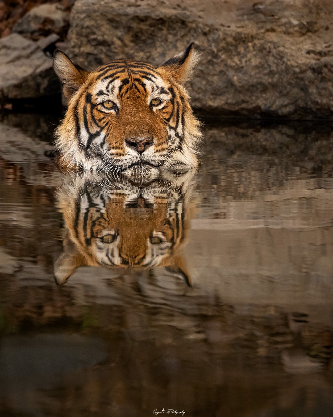 Tiger6