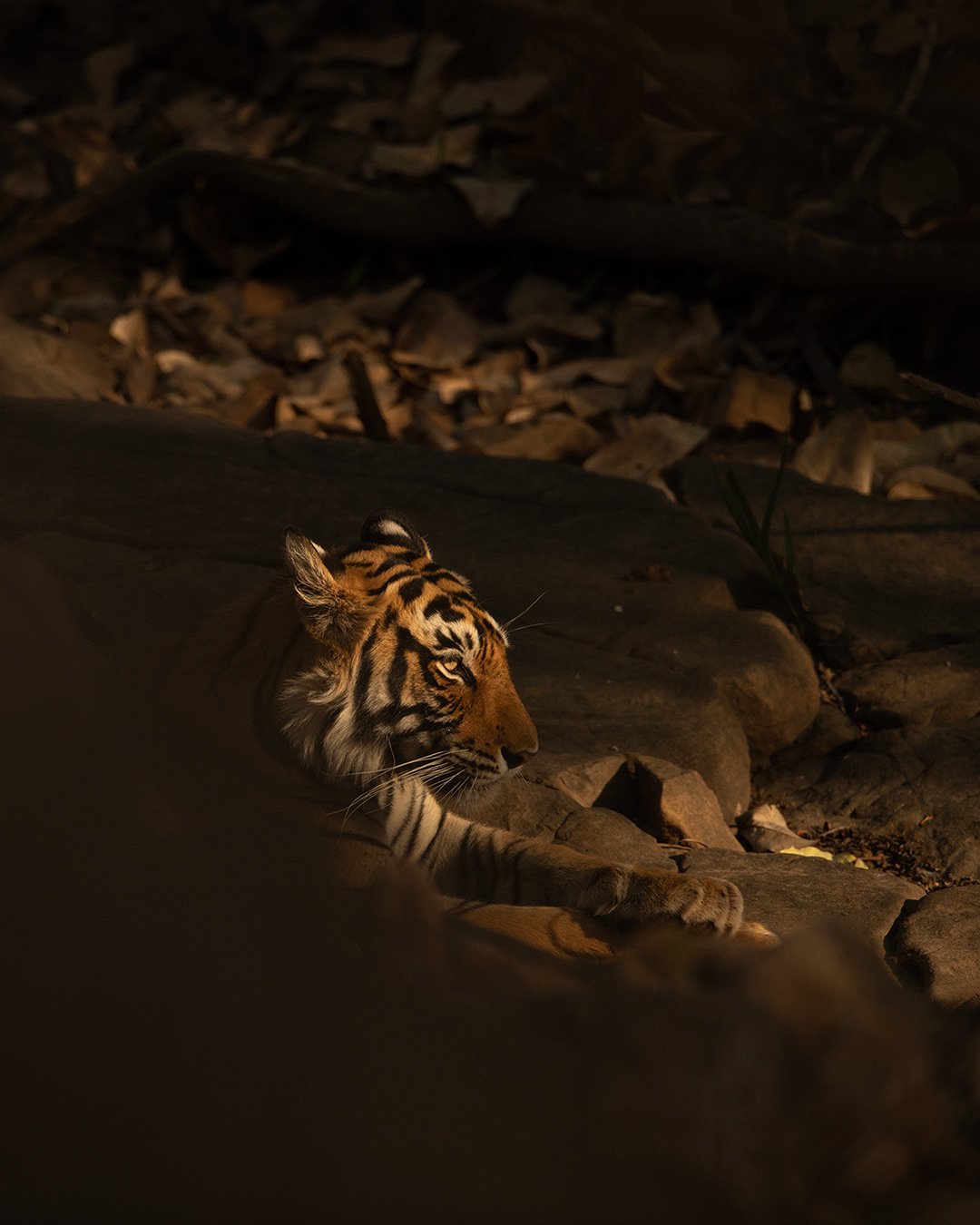 Tiger8