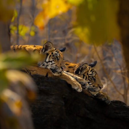 Tadoba Workshop