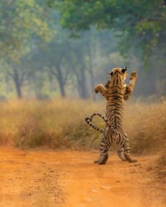 Bandhavgarh Workshop