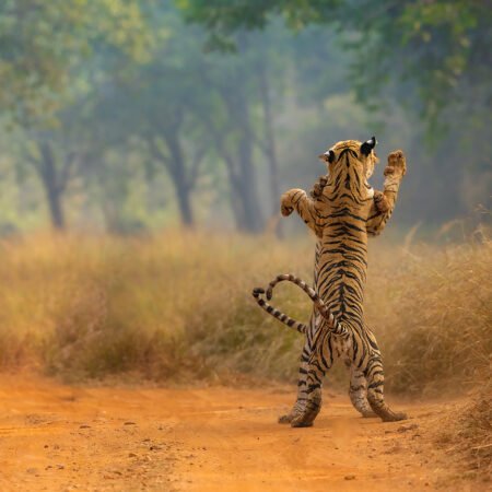 Bandhavgarh Workshop