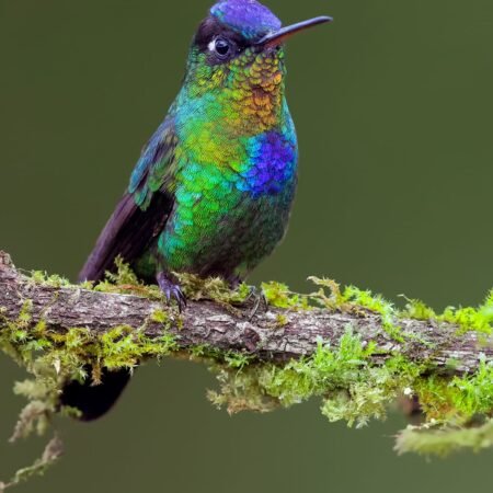 Costarica Expedition
