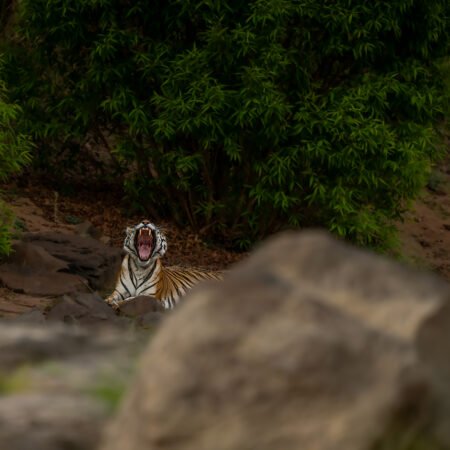 Satpura Workshop