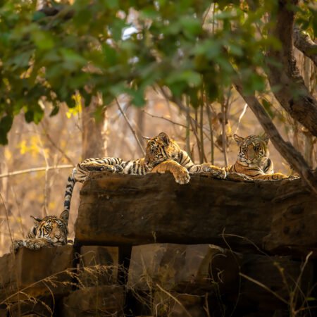 Kanha Workshop