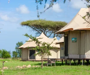 Serengeti-WildeBeest-Camp-3-2-1024x683