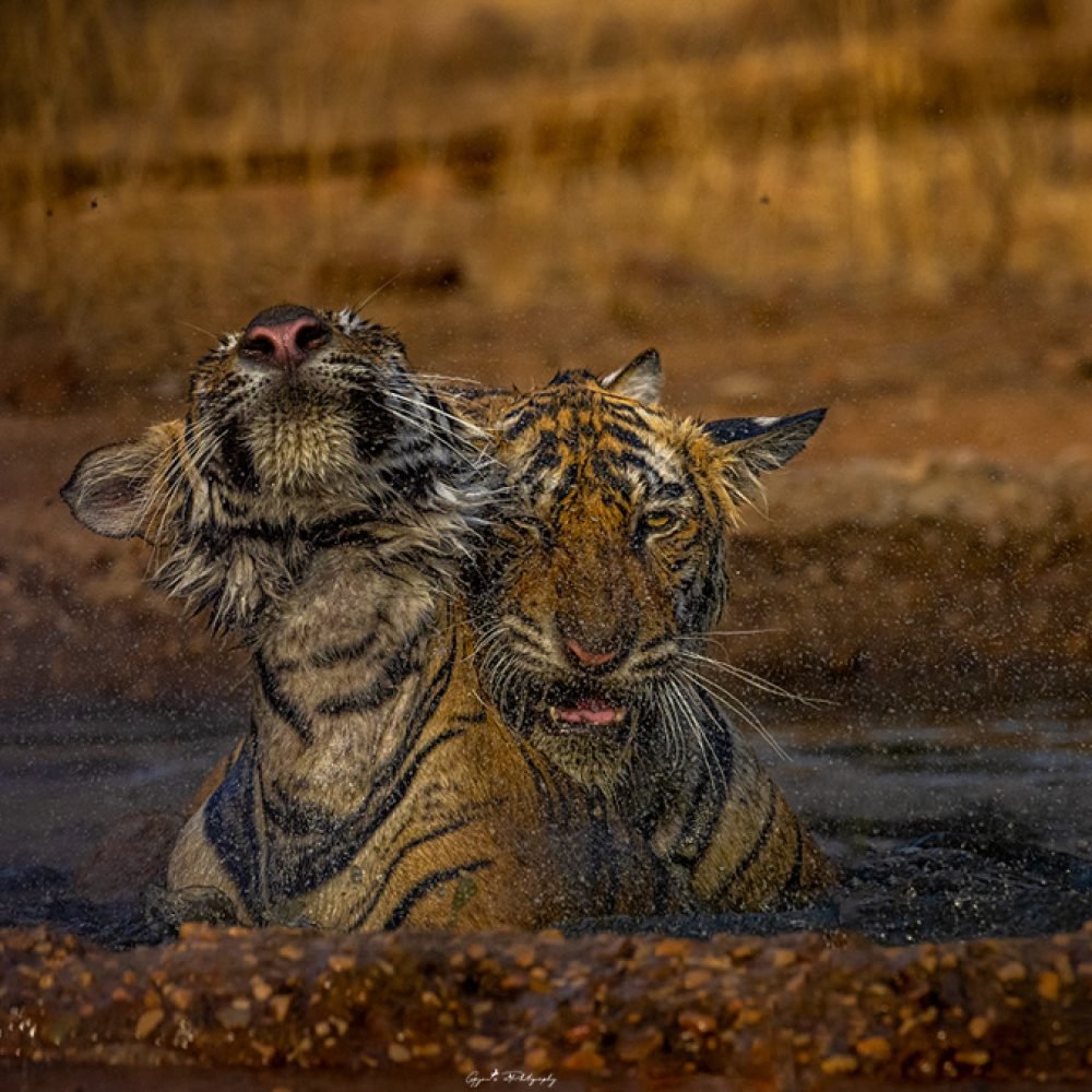 Tigerinsta38